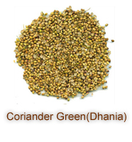 Coriander Green